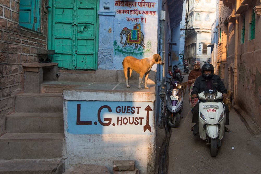 Jodhpur and one dog bite later