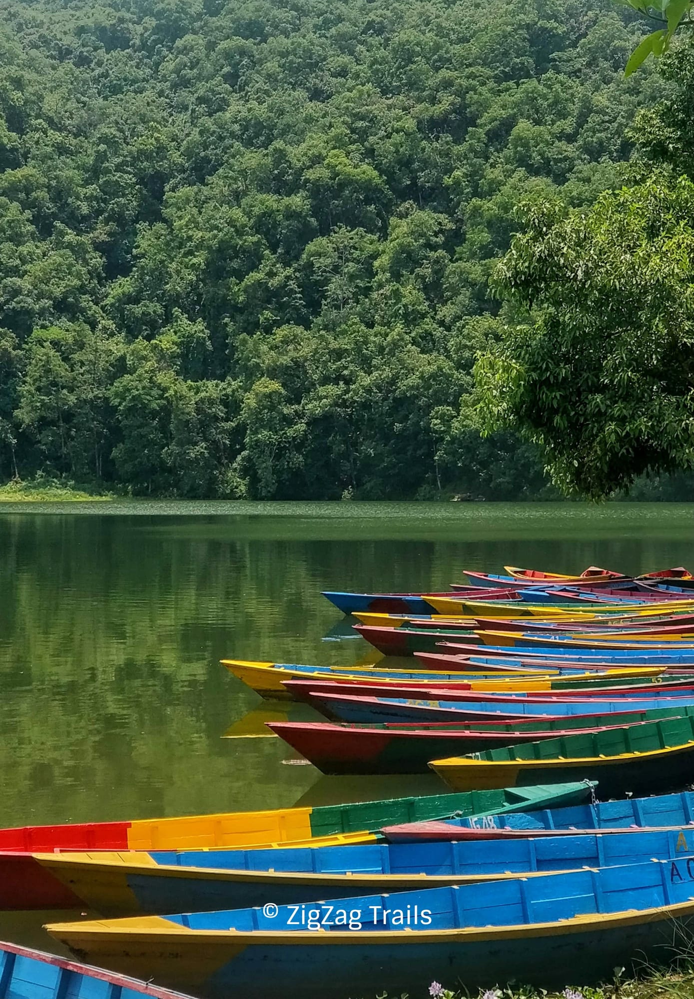 Colourful boat lined up at the banks of Phewa lake making a contrast with the green surroundings.